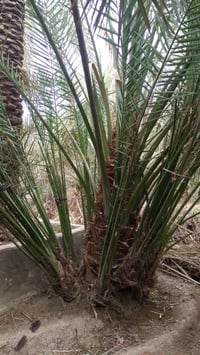 فسائل بحري العدد 3 07716470827