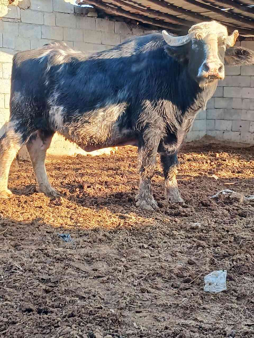 بسم الله الرحمن الرحيم جاموسه فراتي خط اول  ماخض عليها 7 شهور شرط فحص بيطار كل شروط الجني زكطه وعيب وصحة حد الولاد فقيره كلش العنوان ميسان *********** ***********
