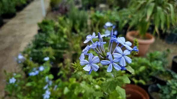 #إعلان
من أرقى الورود والاشجار متوفر وبسعار ممتازه  
متوفر ورده الياسمين والجهنمي بكل الانواع  والجوري  وأشجار الضلي  بحجام صغيره وكبيره  متوفر أيضا انواع سندان الأشجار 
راح تلكون هناء الي متلكونه بغير مكان متوفر عنده وحتى إذا عندك زرع مختلف تكدر اطلبة ويتفر الك (المشتل المتنبي الفرع الثاني )  صاحب المشتل الإنسان الراقي علي حازم القريشي 
‎0785 444 8020
 تفضلو المشتل ميقصر وياكم.  والي يجي من طرفي راح يكون اله خصم التقدير  العنوان مجاوب مدينه احلام  للعاب  في النعمانية
