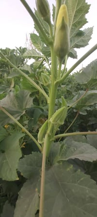 بذور باميه • بابل • للزراعة