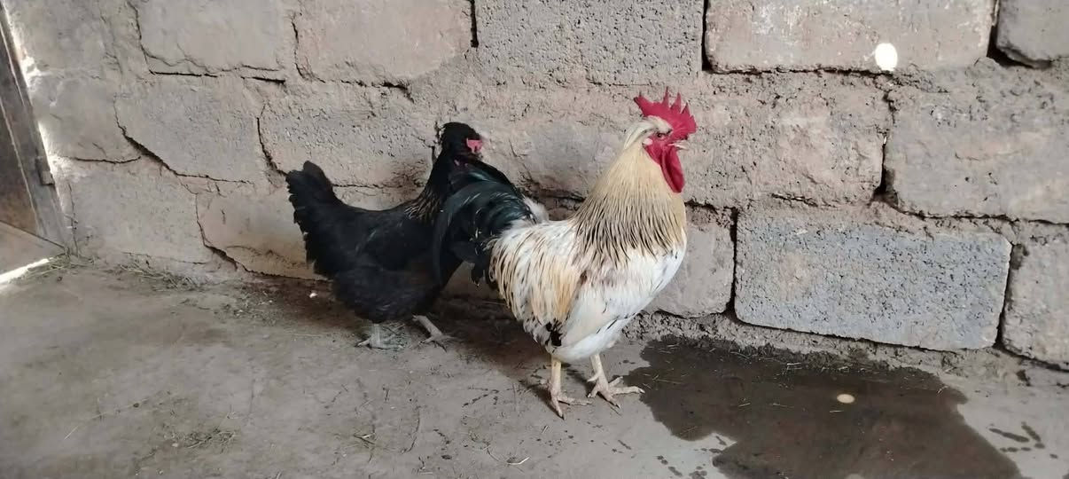 دجاج للبيع سعر 40 مكان كربلاء الحسينيه
الاتصال ***********
