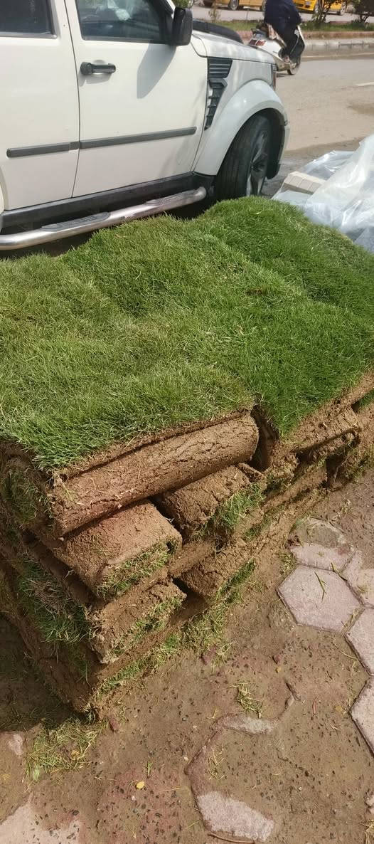 السلام عليكم توفر ثيل الهندي درجه اولى
وكميه خير من الله سعر المتر 3000 دينار


**إذا كنت صاحب هذا الإعلان وتريد حذفه لأي سبب، رجاءا أرسل رسالة إلى الدعم الفني**