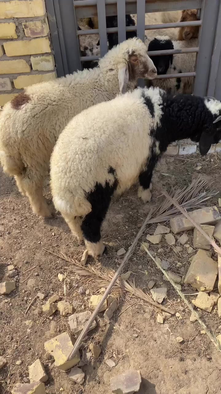 افحله ٢للبيع مكاني بابل حله السعر ٦٥٠وبيهن مجال ***********
