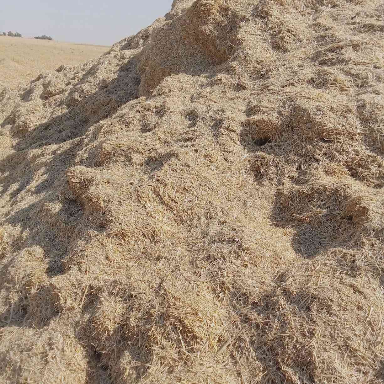 تبن شعير للبيع ***********
