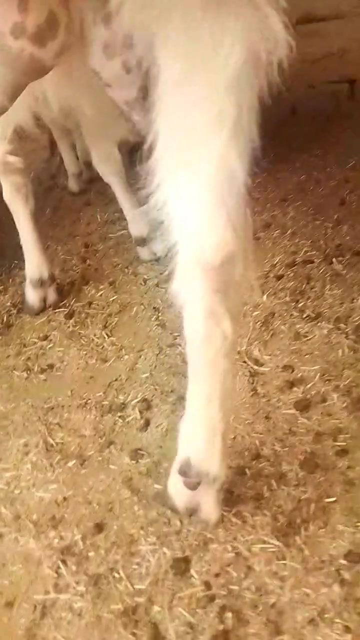 عنز فتيه مضربه على شامي وراها سخله بكبرها ما شاء الله 
عنز اعشار صاحبها انطاني بيها ضمان اعشار ثلاثه اشهر مضروبه اسفنجه هولنديه وماخذه من فحل الشامي اصلي 
عنز مال مجنوي خط اول وين الجناي ليدور حلال نظيف حلو 
عنز شرط الخشانه فول عنز حلابه خير من الله ضرع كيس 
بس الجنيه يعرف قيمه هذا الحلال الزين والدرجه اولى 
عنز مضرب الشامي عيون بيض هي وبنتها زوادات 
عنز شرط سن وشطر ونصائح وعلى كل عيب
السعر 450 وبيها مجال للشراي يتصل ويتدلل 
عنوان الانبار ناحيه كبيسه 
يوجد توصيل حسب الاتفاق داخل محافظه الانبار فقط 
*********** اتصال فقط
***********واتساب فقط
