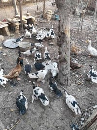 بشكير مصري • كبار • المدينة الهوير