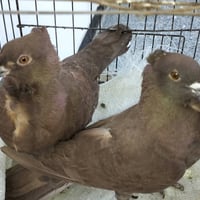 سنافر • ٣ أزواج • دوره بغداد