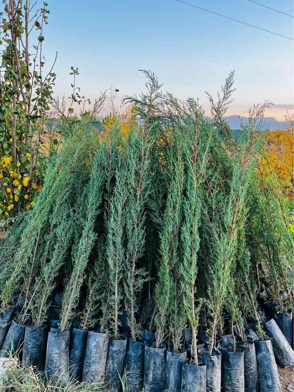 ‎وەجبەی نوی گەیشیت 
‎تەنها دانەی (2)هەزار
‎سەرو(سنەوبەر)ی عامودی
‎‏‎نەمامەکان لەکیس دان ئەتوانیت ئیستا بیانچینیت 
‎نەمامی ۸٠ سانتیم تا مەتر و بیست سانتیم نرخی ۲ هەزار
‎لە ۷٠سانتیم بچوکتر 
‎نرخی ۱٥٠٠

‎گەیاندن ھەیە بۆ ھەمو کوردستان📦🚕
  
‎گەر نەمامە کان ھەمان وەسف نەبون ئەتوانیت پێش ئەوەی 
‎وەری بگریت بیگەرینیتەوە 
   ***********
   ***********
‎📌 ناونيشانی نەمامگە 
‎ رانيە—گوندی كانيماران رانية, السليمانية
