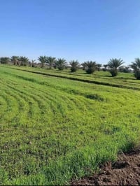 دونم • طابو زراعي • تبليط