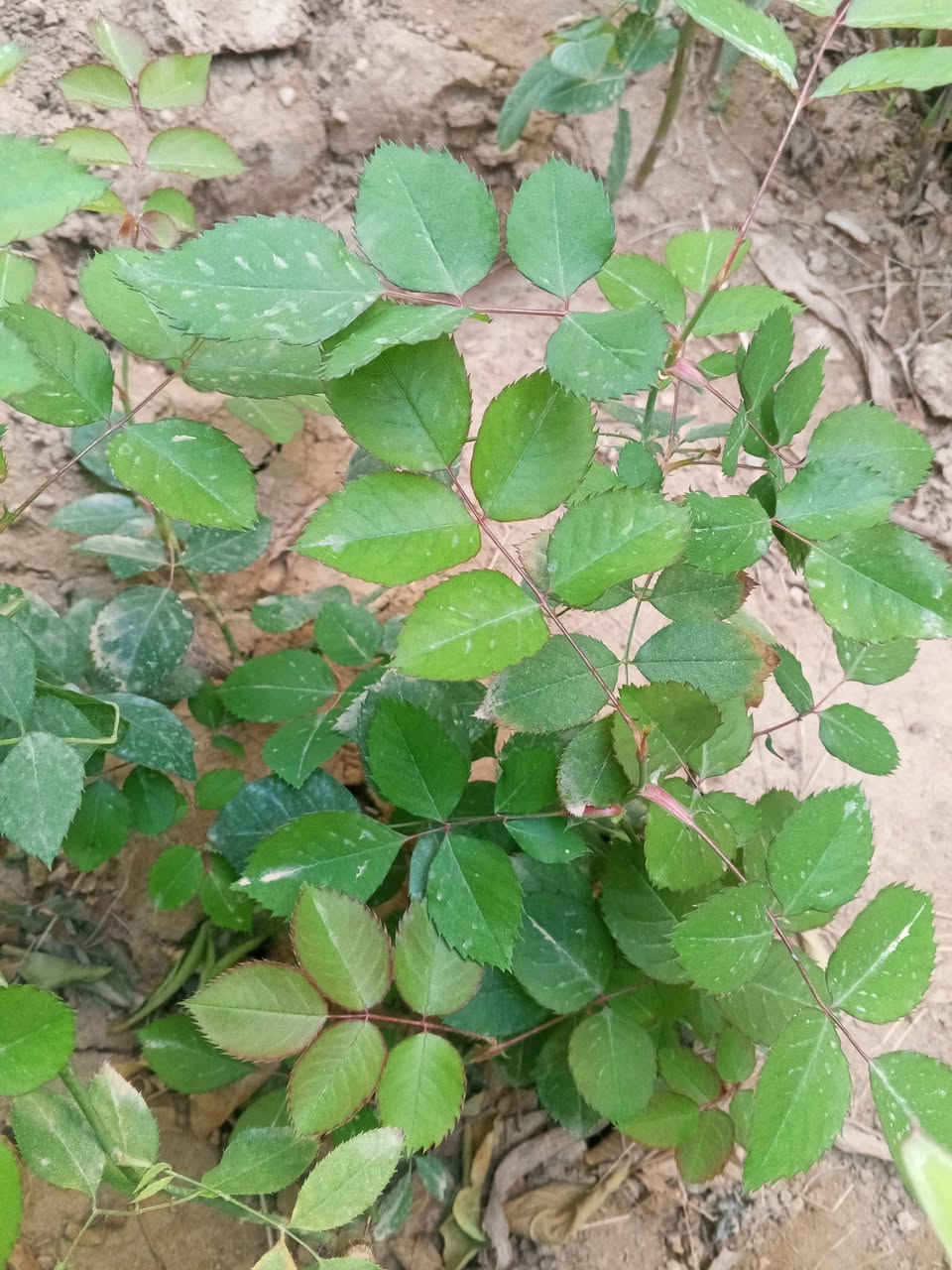 السلام عليكم ورد جوري عطري عطرة حييل قوي وردة كبيرة درجة اولى 🌹🥀 بيهن طول اكثر من متر وبيهن  نص متر  )) مجذرات وكاملات عدد تقريبا 20 شتلة  جايبهن من اربيل  الي  يريد يتفضل خاص وبخدمتة


**إذا كنت صاحب هذا الإعلان وتريد حذفه لأي سبب، رجاءا أرسل رسالة إلى الدعم الفني**