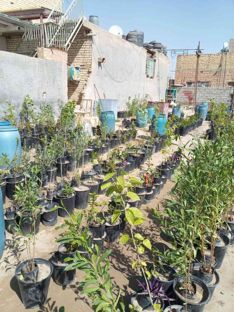 السلام عليكم ورحمه الله وبركاته وبعد مشتل الحوراء في سبع البور منطقة الصطعش مجاور الاحمدي للتزود بلوقود بلقرب من مرطبات المصطفى شارع النخله  سابع دار علا اليمين  مقابل صورة الشهيد البطل احمد ناصر علوان الفريجي يوجد لدينا ورد الصباح بخمسمئة دينار الددونيه والكابرس والفكس ألف دينار  وشوكة المسيح  ولياس ألف وربع  الواشنطن والبنفسجيه اليهوديه ألف ونصف  الزيتون والورد الجوري السلطاني الفين دينار  الرازقي والتين الفين ونص  التكي الكندي والاكاسيه المصرية والرمان القومي والجهنميه المتسلقه ثلاثة آلاف دينار  النبك  التفاحي والعرموطي خمسة آلاف دينار والثيل الهندي حسب الطلب ونحن من نزرعه  أو انتم وفي الختام تحيه وسلام لكل المساهمين في سبع البور لنحولها خضراء ومثمره  وهوائها عليل ليلها ونهارها جميل....بجهود الرجال والنساء والاطفال والشيوخ وبعون من الله تعالى وبركاته. هاتف*********** والثاني *********** ومن الله التوفيق والنجاح الدائم للجميع اخوكم السيد علي الحسيني ابو عراق
