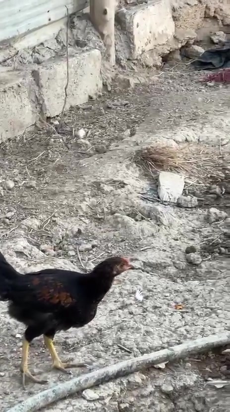 فراريج عمرهن 3 اشهر 
الدندراويه مو وياهن 
بيهن فريات وحلوات بيهن عرب وبيهن كويتي 
شرط ماخذات كافه لقاحات عددهن ١١ وحده 
سعر لوحده ١٠ تريد شلع على 8 قفل 
توصيل ماعندي مكاني فلوجه نساف


**إذا كنت صاحب هذا الإعلان وتريد حذفه لأي سبب، رجاءا أرسل رسالة إلى الدعم الفني**