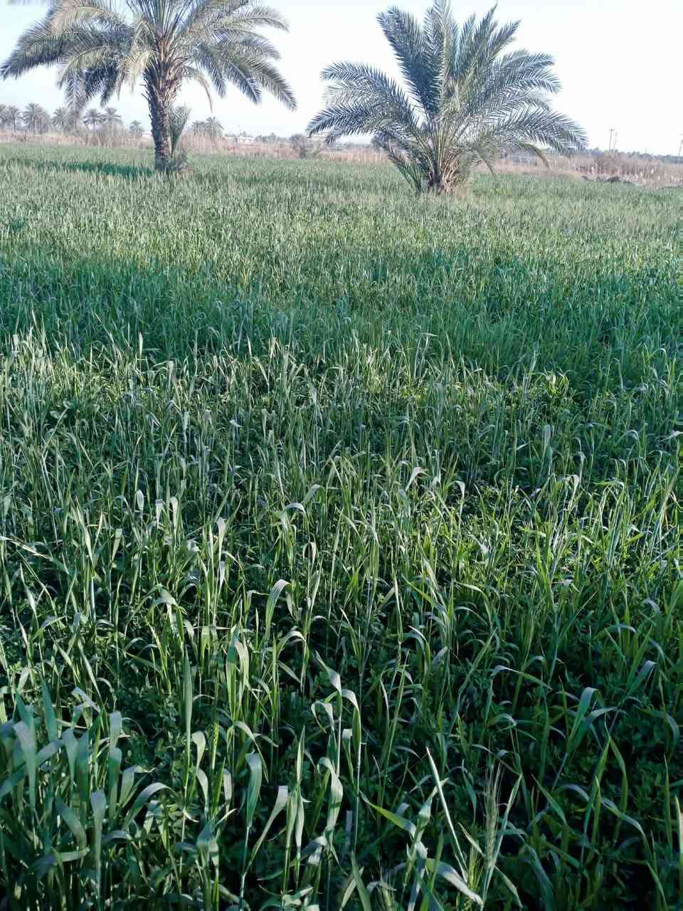 يوجد ضمان جت عالي خير من الله مستحق حش دونمين ويريد على شكه هم عادي يريد على دونم بيه خير ويدلل *********** بابل قضاء الكفل ع شارع لامام زيد بن علي 50متر عن شارع العام
