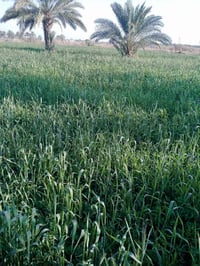 بابل قضاء الكفل • دونمين • 50م شارع العام