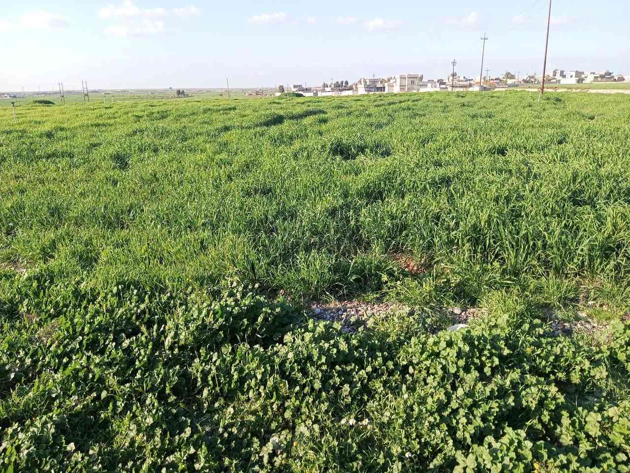 السلام عليكم يوجد هده شعير 6 دونم للبيع المكان قريه الفاخرة الاتصال ع رقم ***********
