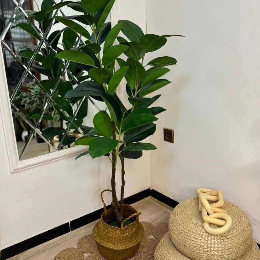جمال الطبيعة… بدون عناية 🌿 أشجار صناعية ونباتات صناعية كوالـيتي ممتازة ✔️ موديلات جديدة وحصرية ✨ شكل قريب جدًا من الطبيعي ويضيف لمسة أناقة لأي مكان 

محل علي بركات😍😍😍

خانقين/ داخل السوك/ فرع مركز الشرطه/ مجاور المكاتب


**إذا كنت صاحب هذا الإعلان وتريد حذفه لأي سبب، رجاءا أرسل رسالة إلى الدعم الفني**