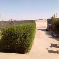 ⚜️قص الثيل والياس والديدونيا⚜️ 📢يتوفر📢 🔴تقليم الياس والديدونيا بمنشار ...