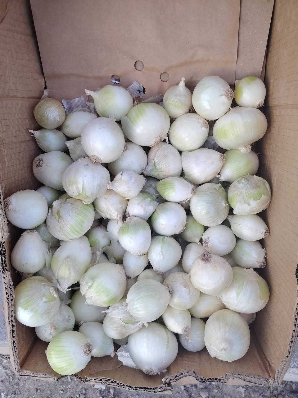 بسم الله وعلى بركة الله
توفر مسواك جديد

بطاطا جبسيه
طماطه عراقية 
أسود عراقي 
بطيخ
خيار 
طرعوزي ديره
بصل اصفر
بصل كرستال
موز
ليمون 
برتقال
عنب عراقي 
تفاح 
كوجه 
شجر
خل أصفر 
خل أسود 
العنوان
الشيخ حديد قرب صيدلية عبد الله ثائر
بالجهه المقابله
اهلا وسهلا بكم


**إذا كنت صاحب هذا الإعلان وتريد حذفه لأي سبب، رجاءا أرسل رسالة إلى الدعم الفني**