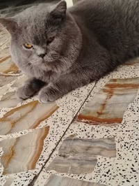 قطه للتبني الي يريده وخايف الله ويتعهدلي بتربيته يجي ياخذه نوع دنسكي ت...