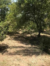 للبيع مزرعه 2دونم ملك صرف يحتوي على بيت 🏡دار استراحه الواجهه 80 النزال...