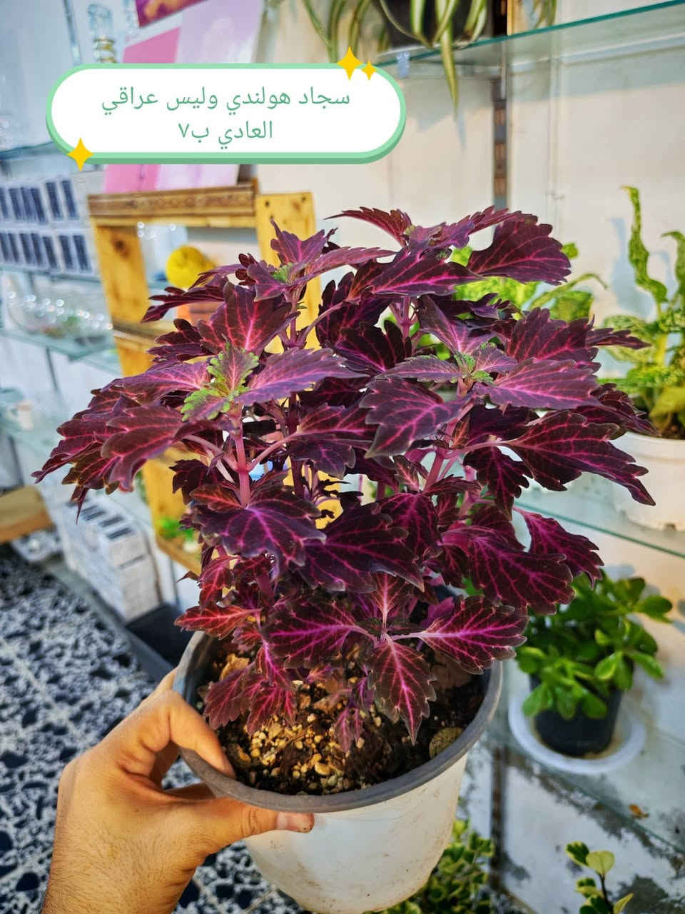 الضليات الي متوفره حاليا 🥰
الاسعار كلها عالصور 😊🌷


**إذا كنت صاحب هذا الإعلان وتريد حذفه لأي سبب، رجاءا أرسل رسالة إلى الدعم الفني**