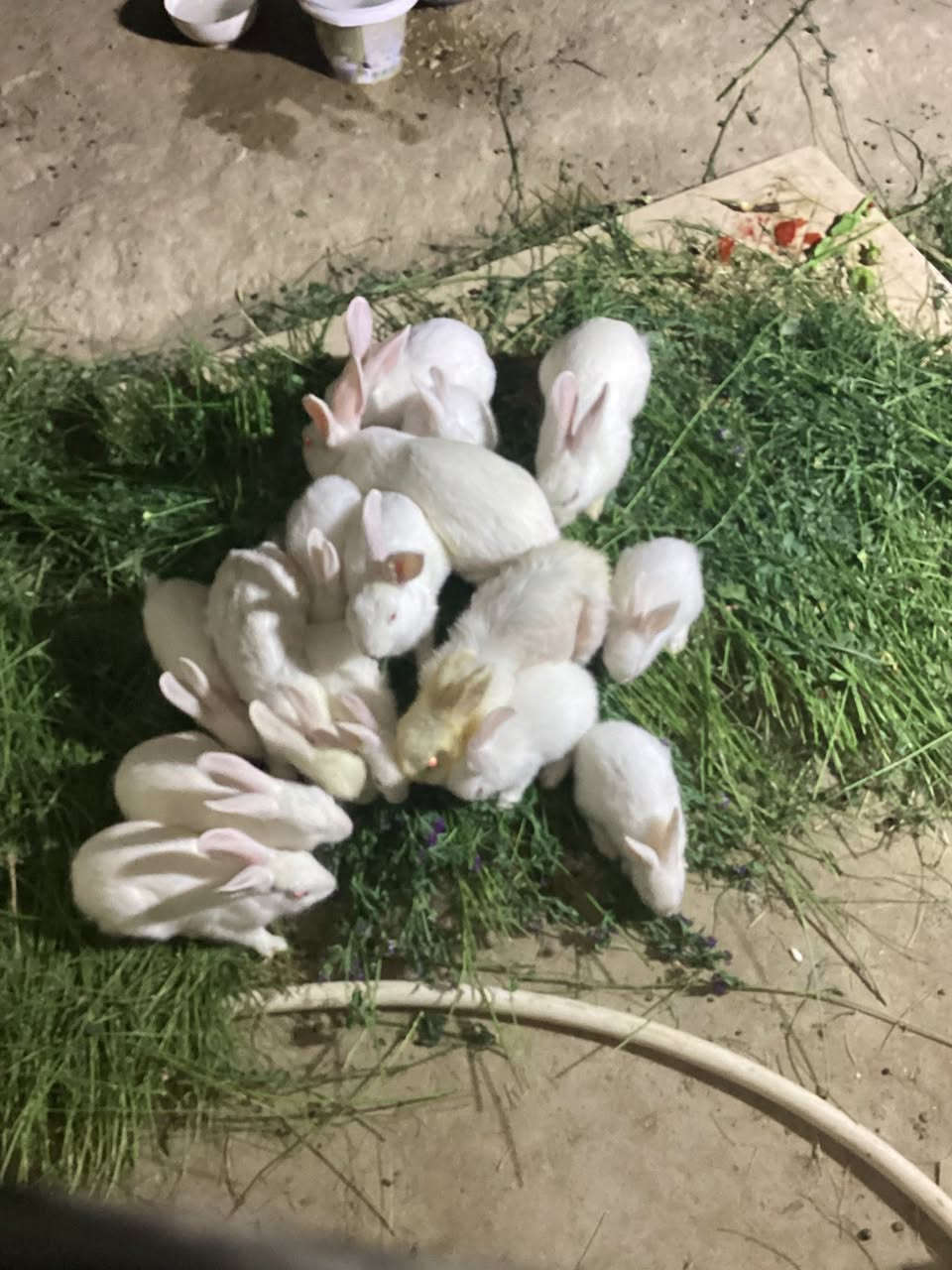 السلام عليكم
أرانب فرنسية للبيع 

ذكوره عدد 2 عمارهن 6اشهر .10.000

نثاية وذكوره 3عمرهن 4اشهر .15000

صغار العدد 6 كلهن ب 10.000
تواصل خاص فقط ،مكان الرمانه


**إذا كنت صاحب هذا الإعلان وتريد حذفه لأي سبب، رجاءا أرسل رسالة إلى الدعم الفني**