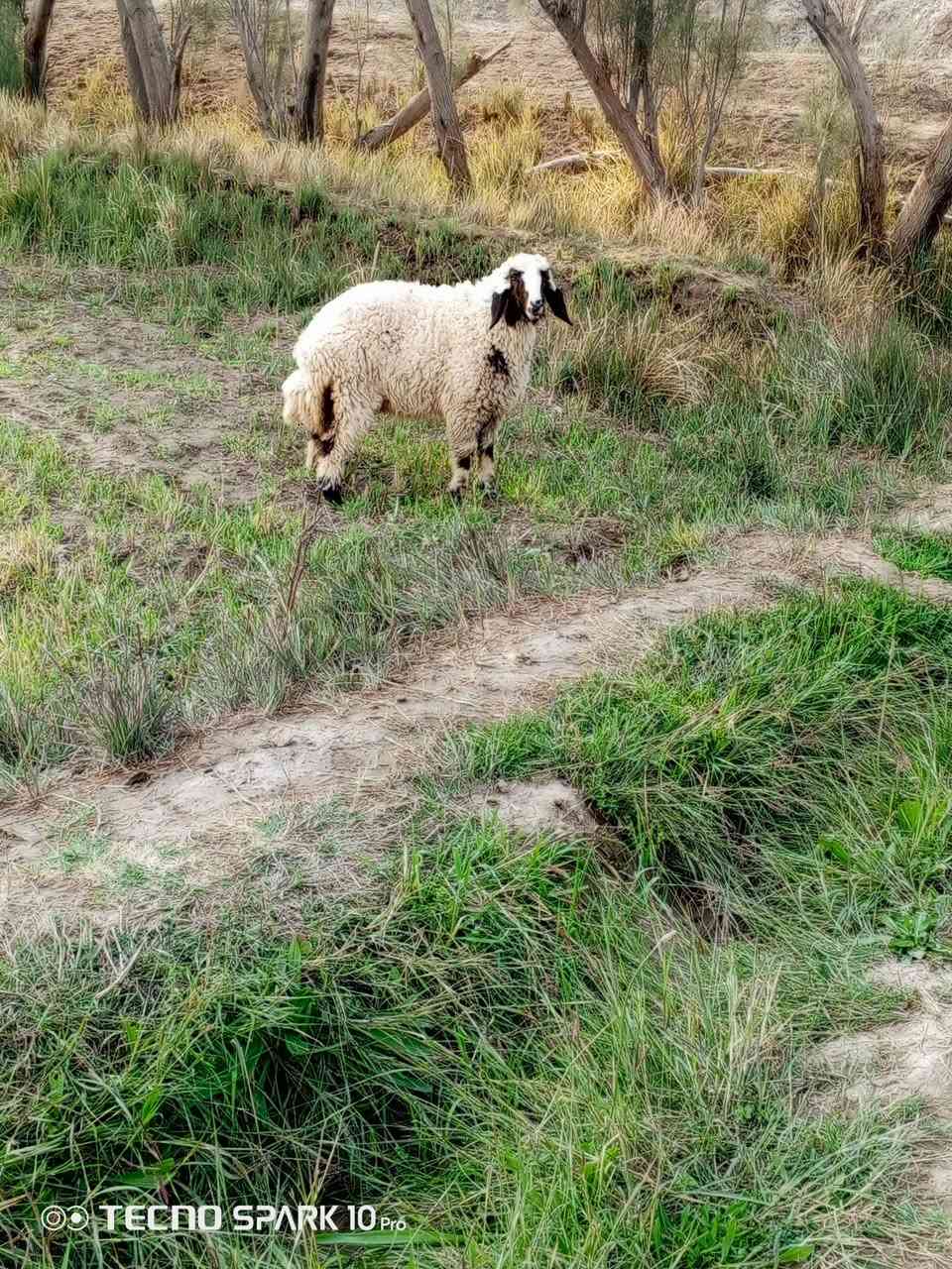 السلام عليكم اخوان متاح فطيمه عوسيه درجة اولى سمينه قافله الي يردهة يعلق او يتصل ***********
