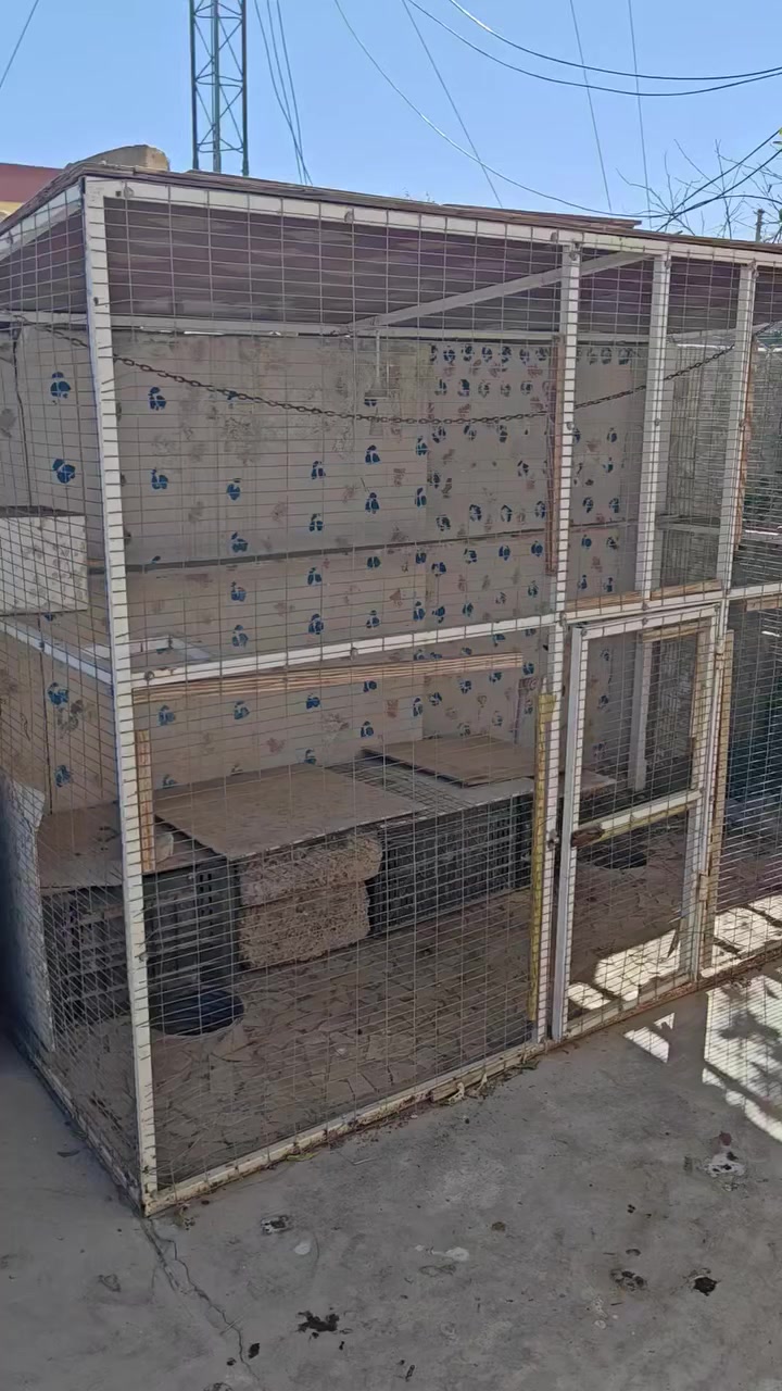 قفص حديد شخاط مترين وشويه ارتفاع مترين  نزال متر وشويه سيم هيسكو سقف خشب بلوك  مسوي ٣٢٠
رايده قفل ١٣٠ الف   او مراوس بدجاج عرب او وزات  قاازات
*********** واتساب فقط
حماد شهاب
