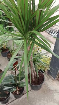 نباتات داخلية • كركوك • توصيل مجاني