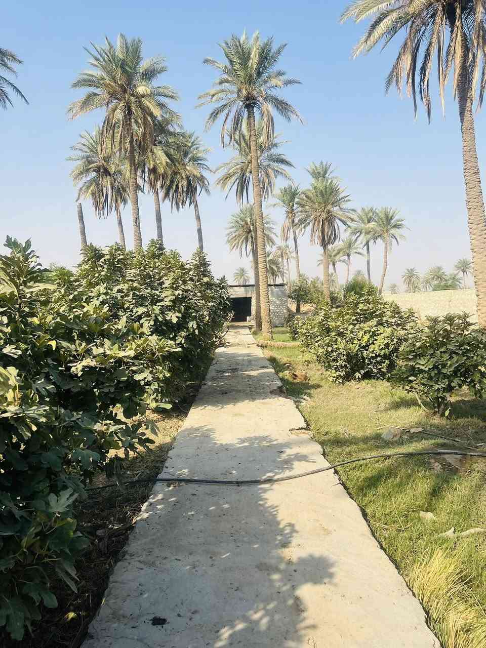 سلام عليكم ارض زراعيه للبيع 
المساحه (3) دونم ونص 
العنوان ام نعجه عمود 256 

‭0783 885 1910‬
