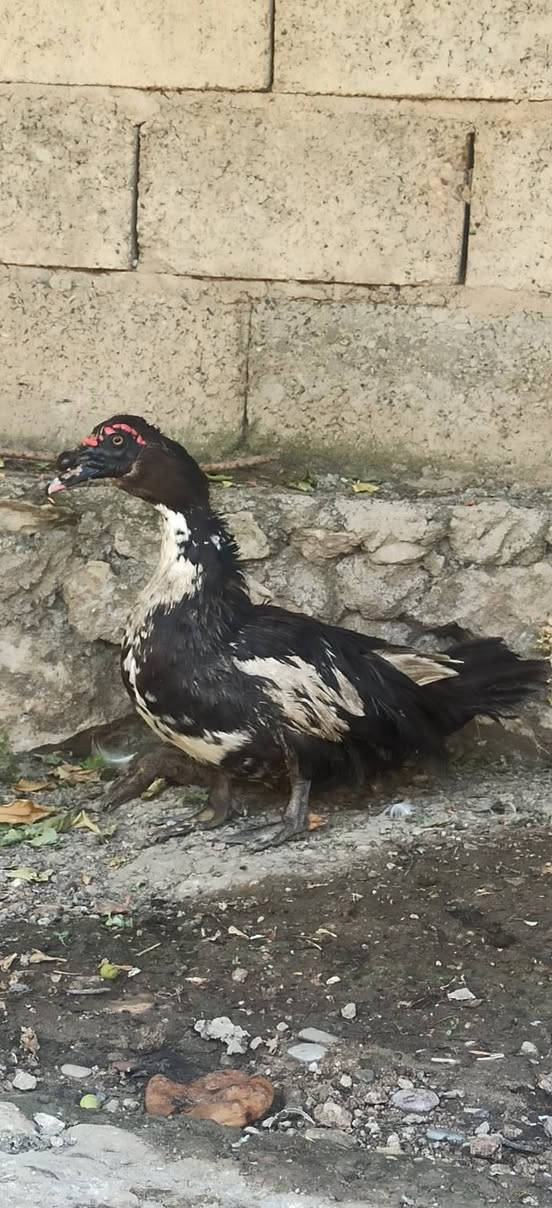 زوج بط مصري خشنات البطة تبيض حاليا عدها 4 بيضات


**إذا كنت صاحب هذا الإعلان وتريد حذفه لأي سبب، رجاءا أرسل رسالة إلى الدعم الفني**