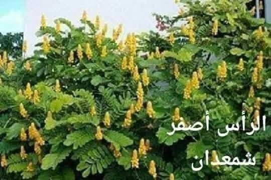 متاح لدينا بذورها
بذور شجرة اكاسيا صفراء تيكوما
بذور شجرة. الجاكرندا البنفسجيه
بذور شجر اكاسيا شمعدان الافريقيه
لطلب والحجز واتساب *********** السماوه أو مراسلة الصفحه يوجد خدمة توصيل طلبات لكافة المحافظات لباب البيت انواع البذور الأستواىيه النادره
