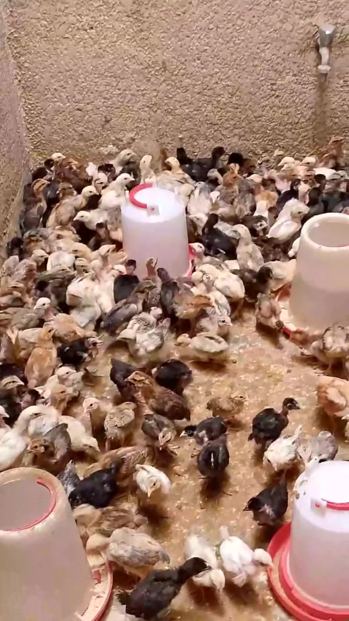 كتاكيت عرب اصلي مو الايراني ولا مضرب عرب اصلي كلشي واضح بالفيديو ابو رگيبة وعادي العمر 20يوم الزوج ب 5
مكاني الحرية
***********

