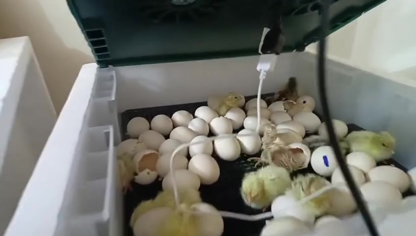 مكتب البيادر البصره القرنه 🦃🐣🐓🐔🔥
يوجد كافه فقاسات الدجاج وشرط الضمان الصيانه والتفقيس أقوى فقاسات متوفره 🐣🐤 اتصل عرقم وتدلل ***********
يوجد توصيل
