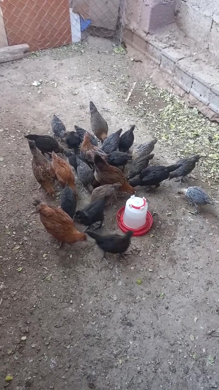 يتوفر فراريج دجاج كويتي وفيومي ماخذات جميع اللقاحات نوكاسل+ip اي بي+لقاح الرباعي الزيتي صحةفول ممتازة.....الجاد يراسلني


**إذا كنت صاحب هذا الإعلان وتريد حذفه لأي سبب، رجاءا أرسل رسالة إلى الدعم الفني**