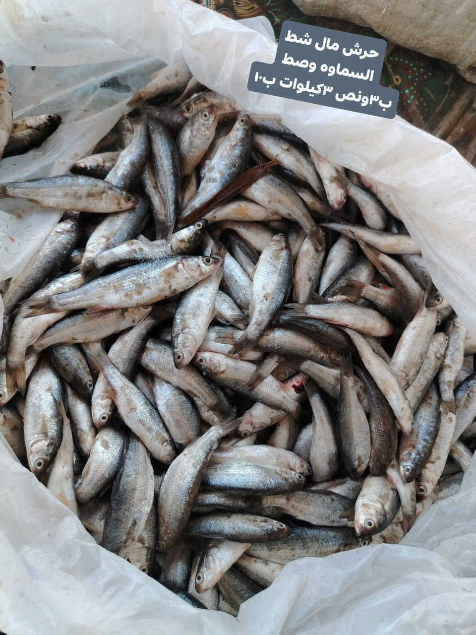 يا الله باجر ثنين وصلات علا محمد اسماك نهريه تازه مال شط السماوه ابنسب السعار 🐬💸
العلاف العدل ب٥تالاف

السمتي مال شط للمطبك وتكلا ب٣ونص ٤كيلوات ب١٢

الشانك مال شط الوصط ب٢ ٣كيلوات اب ٥

الشانك الخشن ب٣كيلوين ب٥

الشانك الدبل ب٣ونص ٣كيلوات ب١٠

الحرش، مال شط السماوه شرط صيد اليوم الوصط ب٣ونص ٣كيلوات ب١٠

الابياح مال البصره ب٦ كيلوين ب١١

العنوان تقاطع حي شهداء الثاني اليطلعك للمهدي علا ايدك اليسره بجهت المحل مال سكلات يوجد توصيل جميع الأحياء في السماوه للحجز *********** واتساب توصيييل الف دينار فقط وحنه بخدمتكم 🌊🛣️

