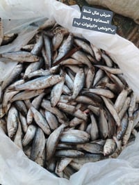 أسماك شط السماوه • طازج صيد اليوم • توصيل السماوه