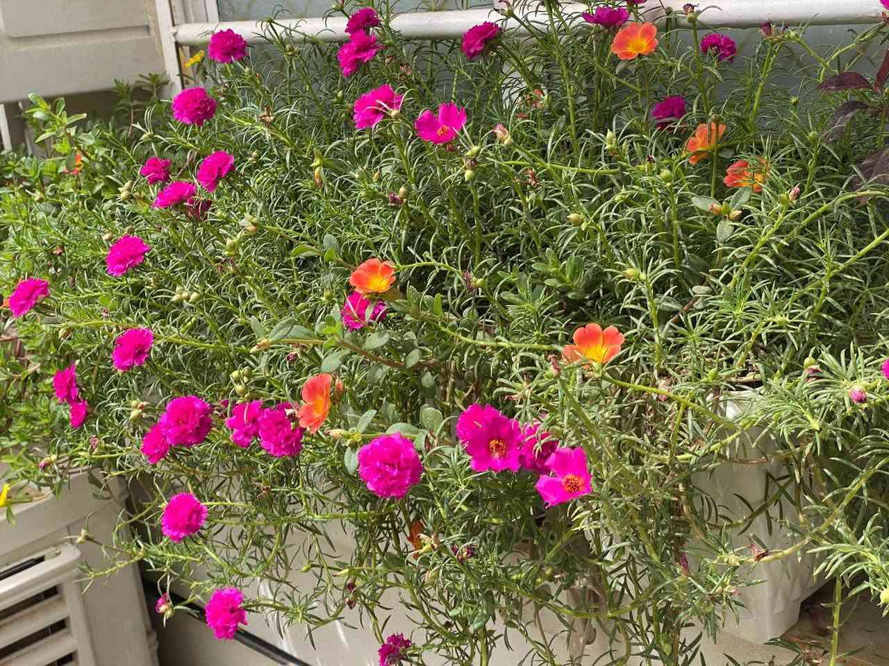 افتتاح مشتل جديد ✨🌿
نوفر أجمل أنواع الزرع الظلي ونباتات الزينة بأسعار مناسبة وجودة ممتازة 🌸🪴
متوفر لدينا: 🌺 ورد الشمس
💜 نباتات بنفسجية وزينة داخلية
🌿 نباتات عصارية وصبارات
🍃 كوليوس ملون
🪴 وأنواع كثيرة تناسب البيت والحديقة
✅ نباتات صحية ومعتنى بها
✅ أسعار مناسبة
📞 للاستفسار والطلبات: ***********
