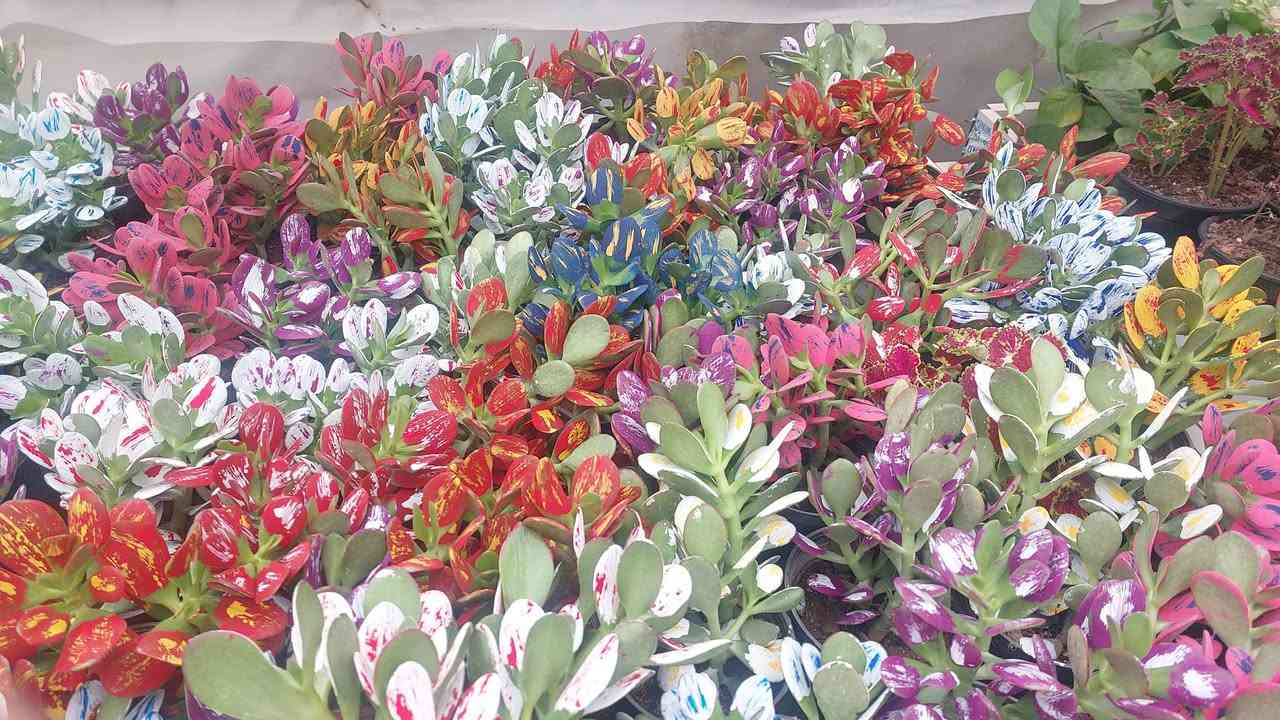 مسواك جديد
*********** وتساب
