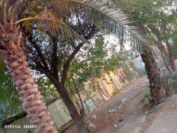 جيكور شارع سيد كاضم قطعه ارض مساحه480سهم بسمك  شرط تحويل وعلى نهر وبيه نخل  وشجرة  ابو الخصيب  شراي تعال خاص ماي كهرباء يمك واجه 26ونزال19ونص واكو بصفها 200تكدر تطبكهاو وياها قطع مساحه 200متر  شراي اتصل ***********وتساب موجود
