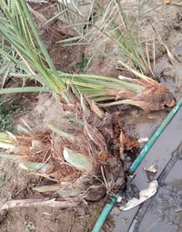 نخل • للبيع • الغراف