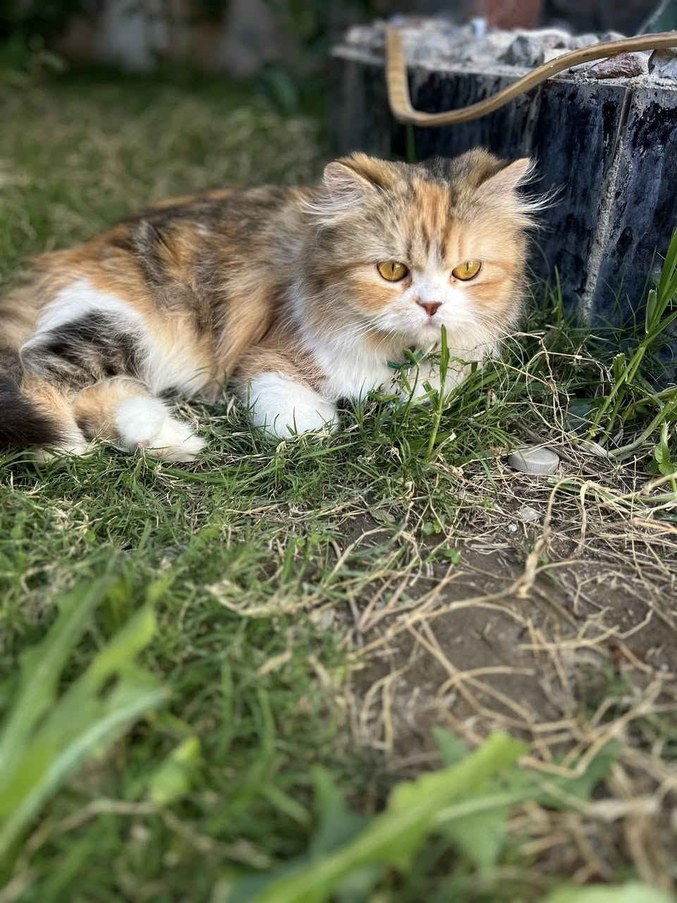 السلام وعليكم قطة هملاية للبيع مكاني دورة ميكانيك حط سعر و اني ادخلك مستعجل لعدم التفرغ


**إذا كنت صاحب هذا الإعلان وتريد حذفه لأي سبب، رجاءا أرسل رسالة إلى الدعم الفني**