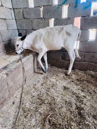 حوليه • فرنسيه • غنم • غنم للبيع • حوليه فرنسيه • حوليه للبيع • خروف