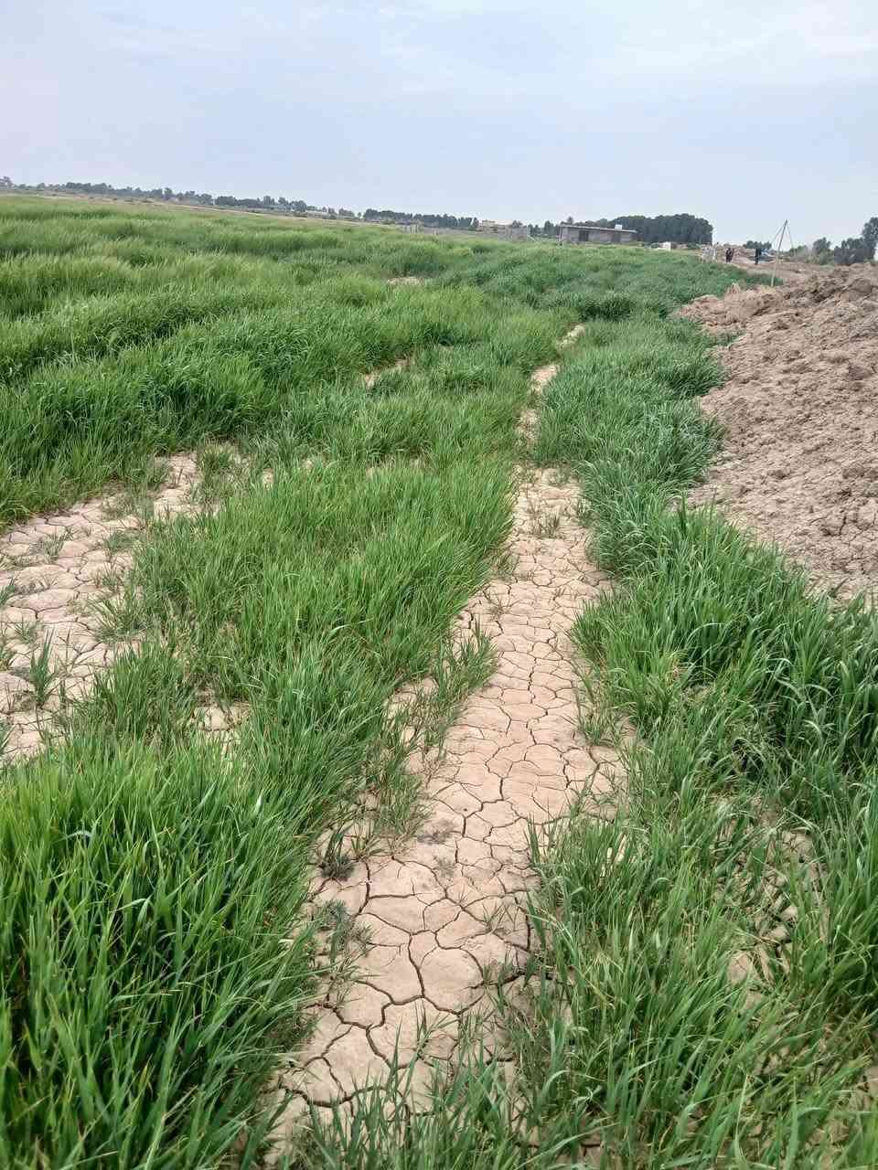 السلام عليكم
ارض للبيع لاصحاب الامكانيه القليله 
جايبلك 6 دوانم السعر 7 مليون قفل للدونم الواحد
ابد مابي خساره وخدماته ماء وكهرباء وطريق وواجهته مرتبه
تباع حسب الطلب جنس الارض طابو سند 25 فتح بيان بأسم المشتري العنوان تاجي سبع البور منطقة الشيخ عامر (منطقة العيساويه عبور الجسر الثاني منطقة سكنيه وزراعيه) عيش رفايهيتك وسعار مرتبه وحلوه وفرصه ذهبيه ما تضيع ان شاء الله تشتري ب 7 بعد كم شهر تبيعه ب 15 ووالله العضيم ابد ماكو خساره وكلام معروف انو العقار مابي خساره وهواي ناس اشترت بلشيخ عامر واطرافهه واتساب ‎0781 657 1615
