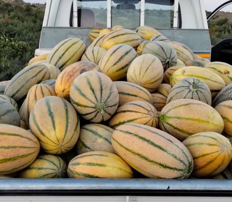 متوفر بذور بطيخ درجة اولى فول     ***********
