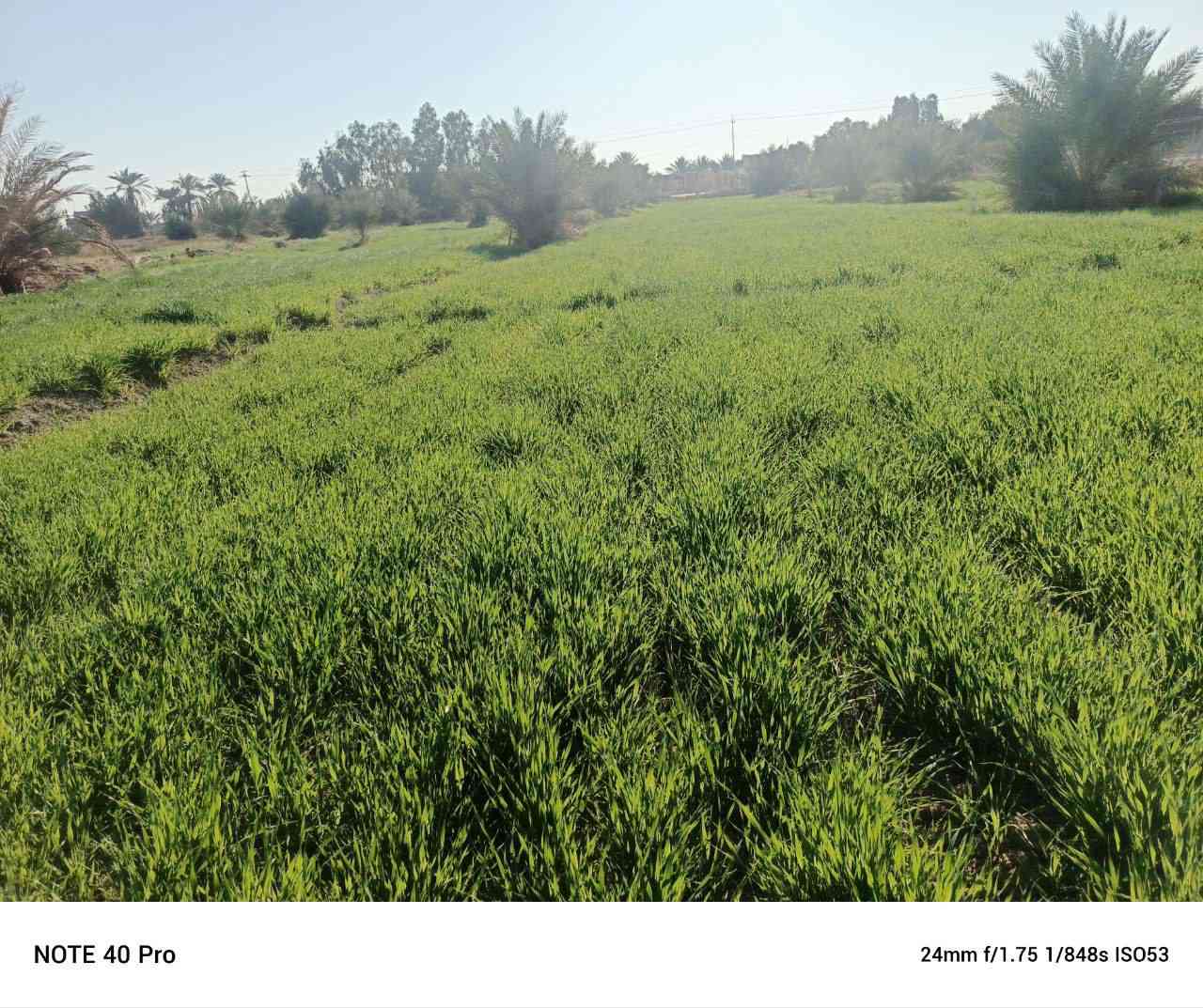 السلام عليكم ارض زراعيه (8دونم) للبيع طابو زراعي سند 25 . مداور مباشر كامل خدمات ماء. كهرباء. تبليط واجها لارض 40م نزال الارض 500م واجها الارض مباشر ع. نهر و. تبليط مكان ديوانيه قظاء الشافعيه منطقه المعمل تبعد عن شارء الرئيسي نجف ديوانيه 2 كيلو (***********)
