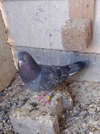 طيور • حمام • حمام لوت • طيور لوت • مكاصيص • طيور مكاصيص • فحله • البص...