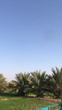 ستوتة • موديل ١٩ • أوراق وكيل