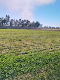 كركوك ليلان • ٢٨ دونم • طابو زراعي