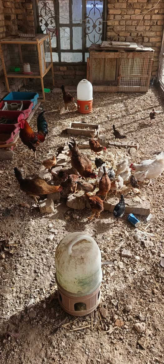 للبيع . نضيفات 
ديوانيه حي العسكري الرابع


**إذا كنت صاحب هذا الإعلان وتريد حذفه لأي سبب، رجاءا أرسل رسالة إلى الدعم الفني**